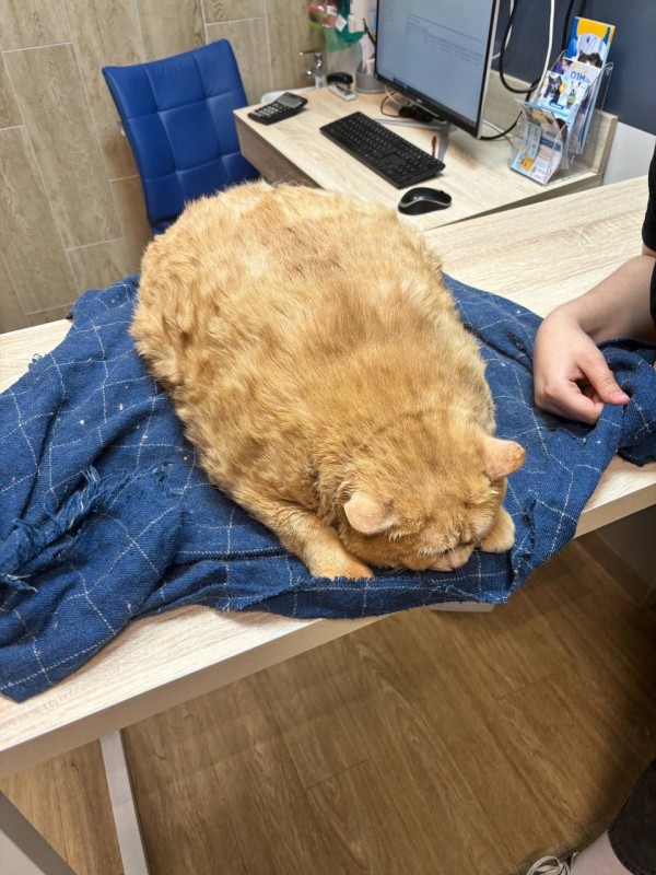 Бездомного кота откормили до 17 кг, он не может ходить Бездомного кота откормили до 17 кг, он не может ходить