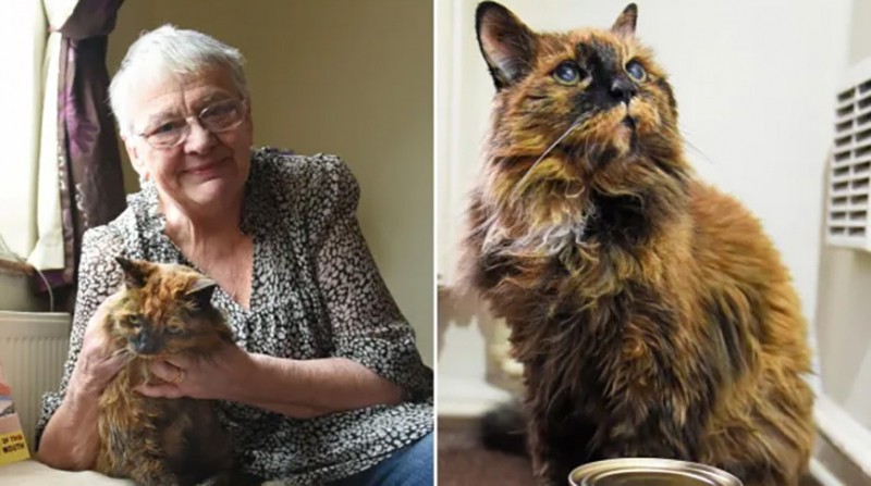 Самая старая кошка в мире умерла в возрасте 33 лет Самая старая кошка в мире умерла в возрасте 33 лет