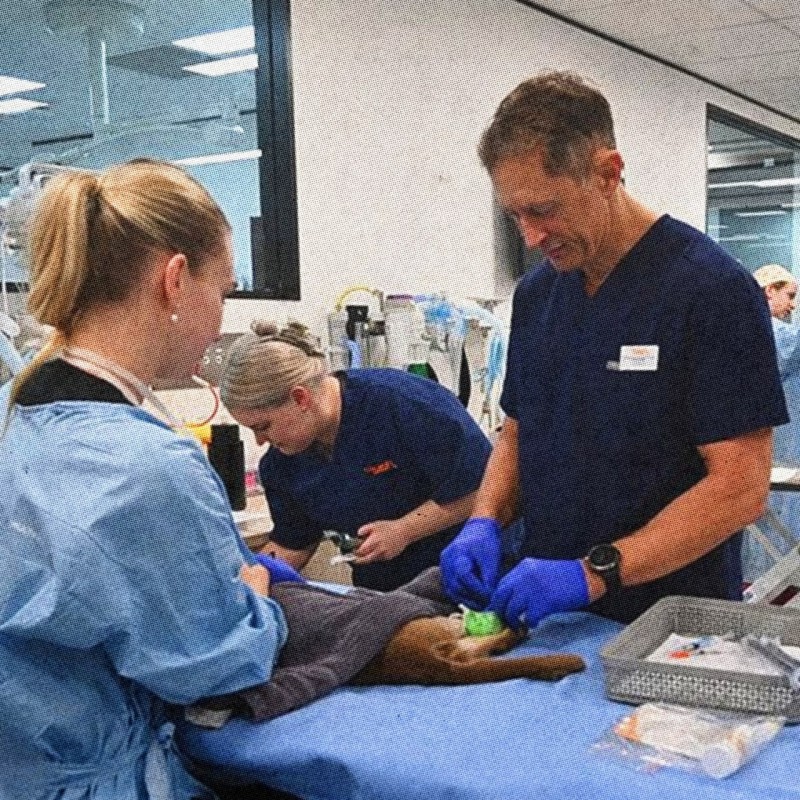 Этот кот пережил часовую стирку в машинке Этот кот пережил часовую стирку в машинке